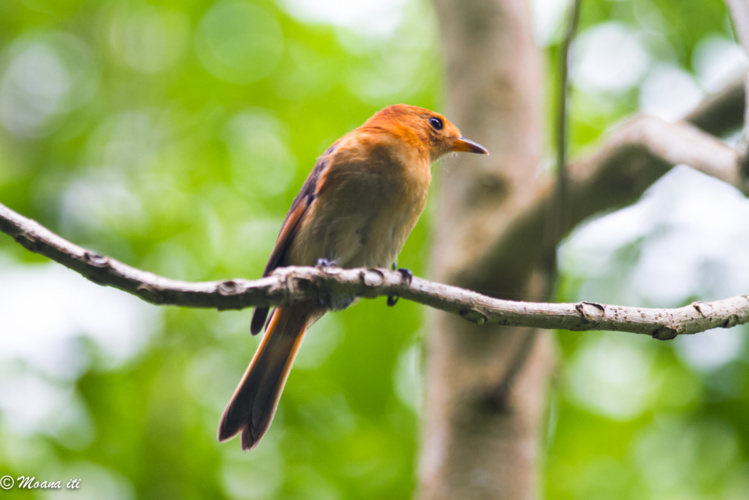 photo Moana Iti photo Moana Iti