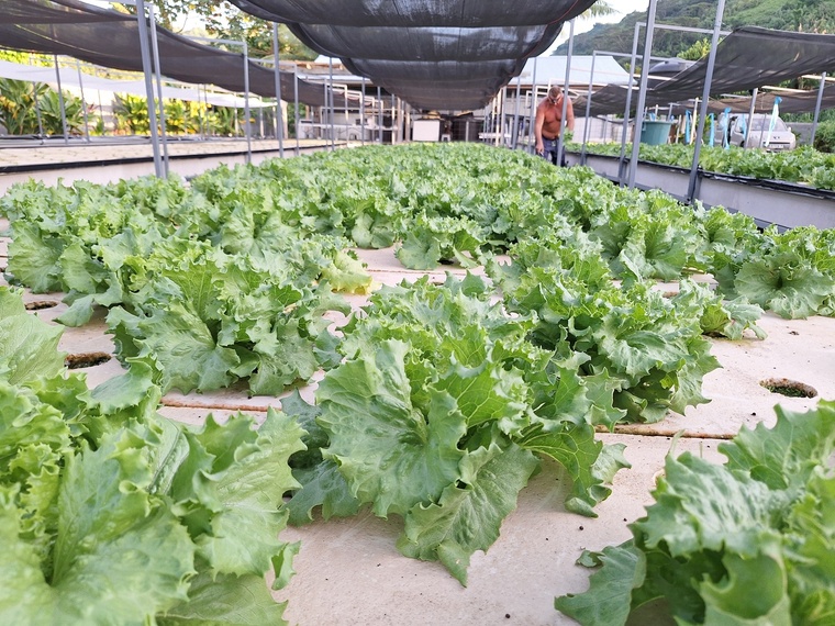 Chaque semaine, une “rivière” de 600 salades est récoltée. Chaque semaine, une “rivière” de 600 salades est récoltée.