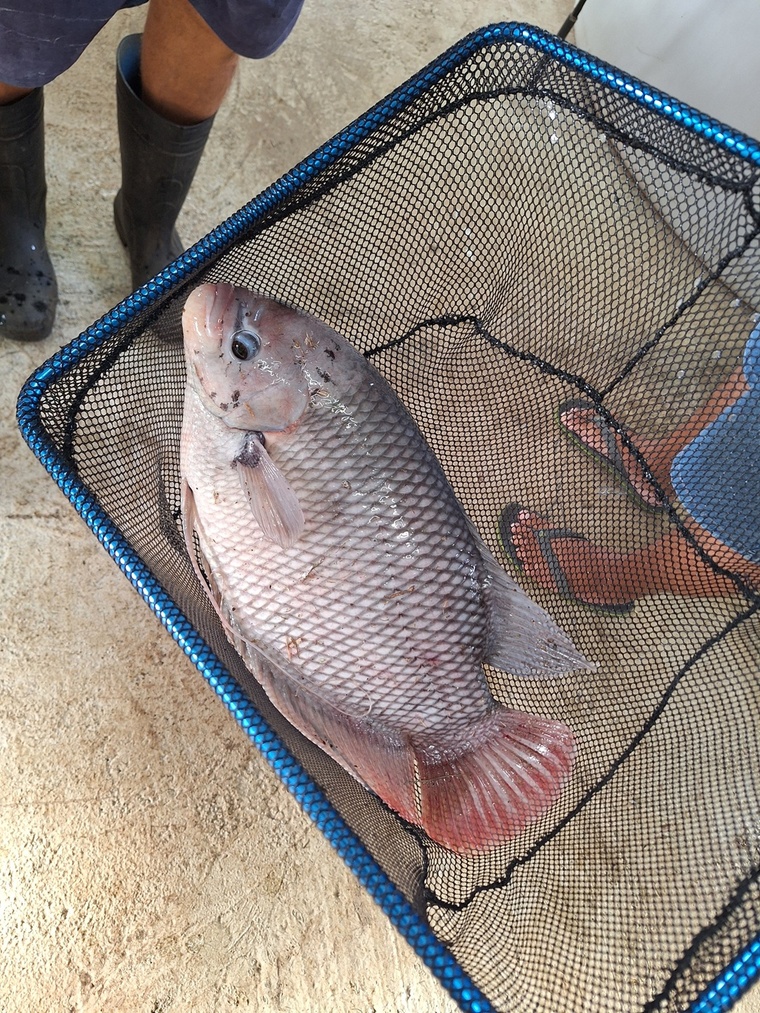 Trois espèces de poissons alimentent le circuit en nutriments, dont des gouramis de belle taille. Trois espèces de poissons alimentent le circuit en nutriments, dont des gouramis de belle taille.