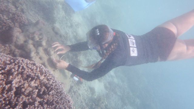 El Niño : Reef Check appelle les ultramarins au suivi des coraux