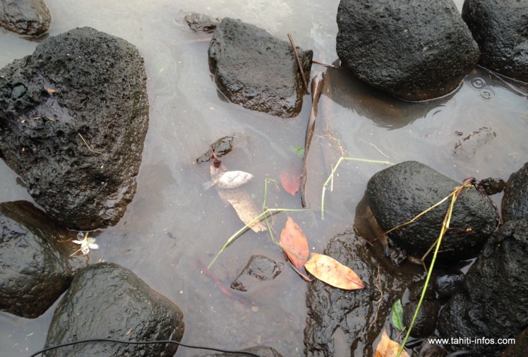 Nouveau phénomène de mortalité des poissons de la Papeava