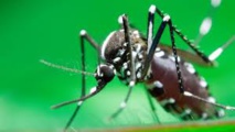 Virus Zika : la Guyane "en phase de pré-épidémie" selon le directeur de l'ARS