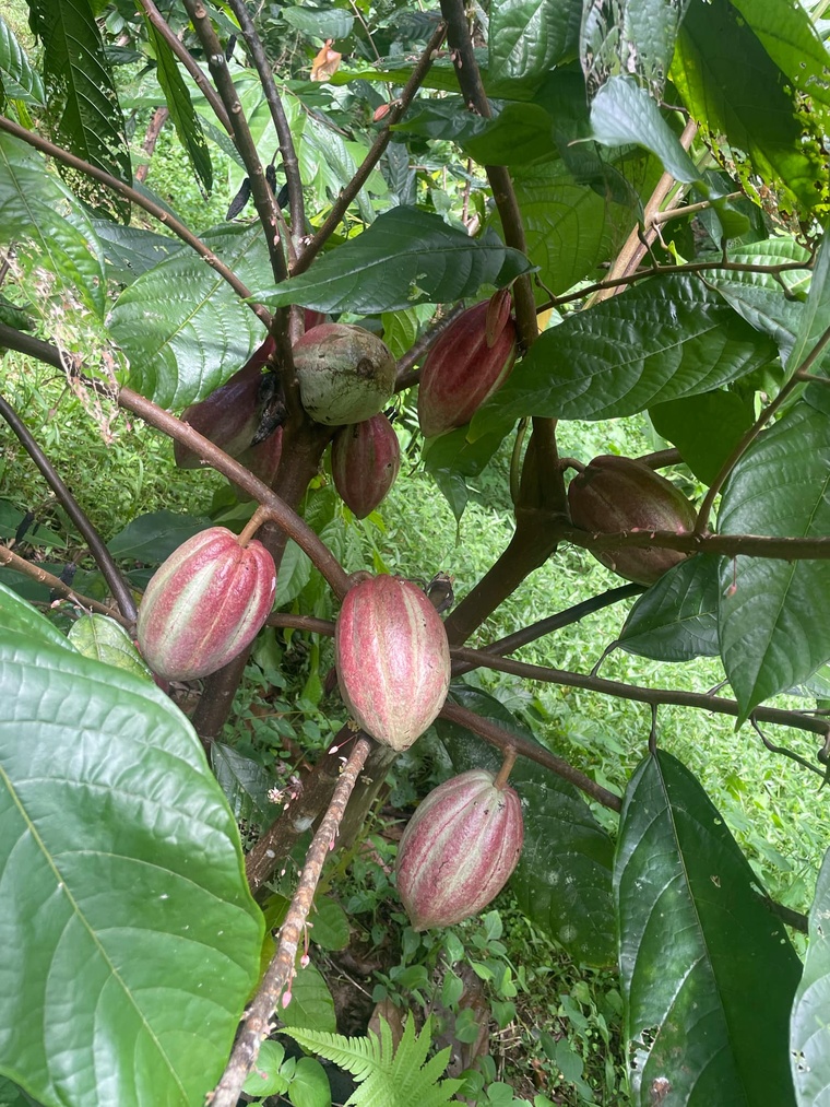 Les cacaoyers du plateau de Taravao sont arrivés à maturité (Crédit : Couleur Cacao). Les cacaoyers du plateau de Taravao sont arrivés à maturité (Crédit : Couleur Cacao).
