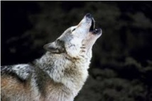 La justice interdit provisoirement la chasse au loup en Suède La justice interdit provisoirement la chasse au loup en Suède
