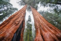 Des dizaines de millions de grands arbres menacés par la sécheresse en Californie Des dizaines de millions de grands arbres menacés par la sécheresse en Californie