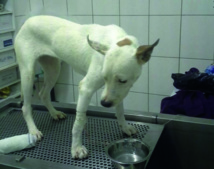 Janvier 2015 dans le rétro : des attentats de Charlie Hebdo aux rebondissements au sein du Tahoera'a Janvier 2015 dans le rétro : des attentats de Charlie Hebdo aux rebondissements au sein du Tahoera'a