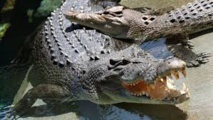 L'Australie veut augmenter ses exportations de produits à base de crocodile