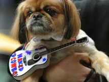 A New York, Times Square aboie au rythme d'un concert canin A New York, Times Square aboie au rythme d'un concert canin