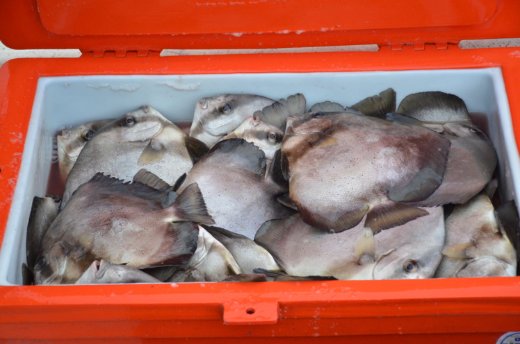 Production en baisse pour la pêche hauturière Production en baisse pour la pêche hauturière