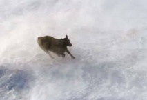 USA: 15.000 vaches laitières tuées par le blizzard au Texas USA: 15.000 vaches laitières tuées par le blizzard au Texas