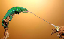 Les petits caméléons lancent leur langue à une vitesse plus fulgurante qu'estimée