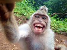 Un singe n'a pas de droits sur ses selfies, a estimé un tribunal américain