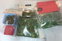 Port de Papeete : du paka saisi dans un véhicule Port de Papeete : du paka saisi dans un véhicule