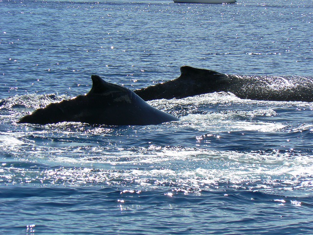 La baleine à bosse adulte mesure entre 12 et 18 mètres et pèse entre 25 et 45 mètres. Elle réalise des apnées de 15 à 45 minutes et peut descendre jusqu'à 20 mètres de profondeur.