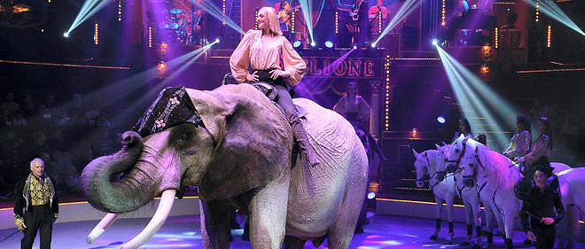 Maltraitance sur une éléphante: le cirque Bouglione entame des poursuites
