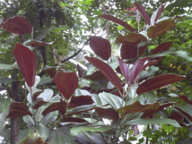 Le réchauffement climatique réduira le nombre de miconia... mais pas partout Le réchauffement climatique réduira le nombre de miconia... mais pas partout