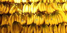 Inde: le voleur contraint de manger 40 bananes pour restituer son butin Inde: le voleur contraint de manger 40 bananes pour restituer son butin
