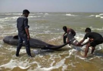 Inde: 45 baleines retrouvées échouées sur une plage du sud Inde: 45 baleines retrouvées échouées sur une plage du sud