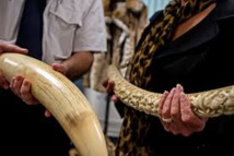 Hong Kong compte interdire le commerce de l'ivoire Hong Kong compte interdire le commerce de l'ivoire