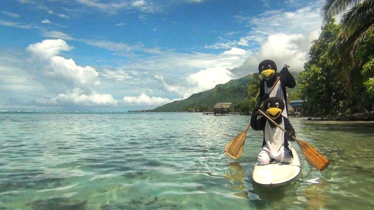Les sacrés manchots à Moorea Les sacrés manchots à Moorea