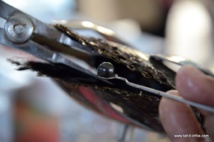 Vers un "numerus clausus" pour l’activité perlicole Vers un "numerus clausus" pour l’activité perlicole