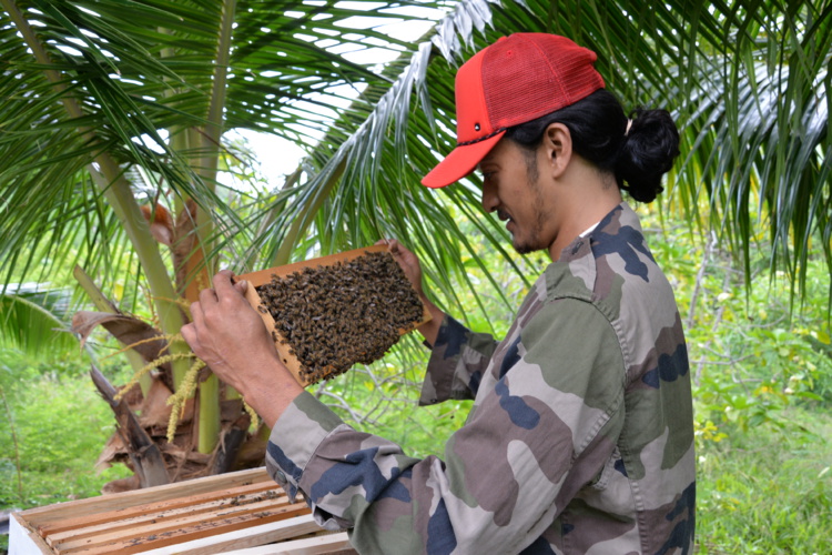L'agriculture au cœur du développement de Ua Pou L'agriculture au cœur du développement de Ua Pou