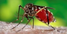 Virus Zika: une nouvelle menace pour la santé humaine