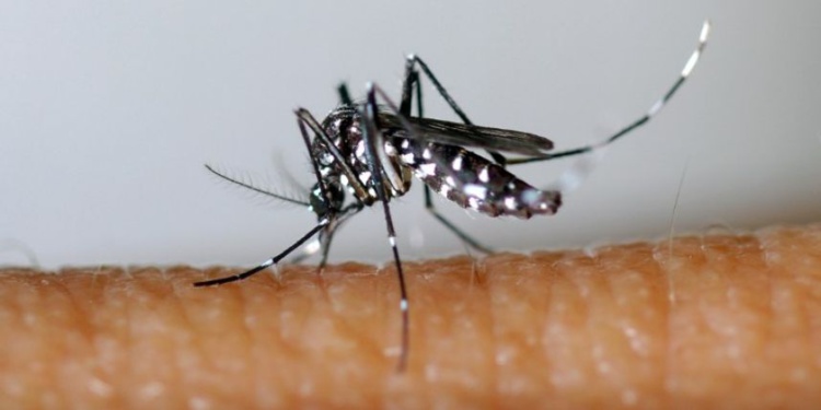 Le zika débarque en Martinique et en Guyane