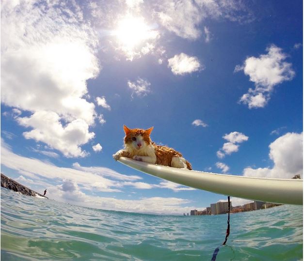 Kuli, le chat surfeur le plus cool de Oahu à Hawaï (vidéo)