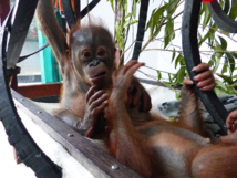 Indonésie: nouvelle vie pour un bébé orang-outan passé près de la mort Indonésie: nouvelle vie pour un bébé orang-outan passé près de la mort