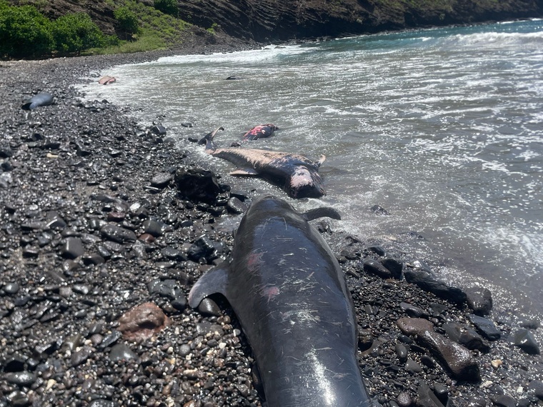 Une vingtaine de cétacés découverts morts à Hiva Oa. Une vingtaine de cétacés découverts morts à Hiva Oa.