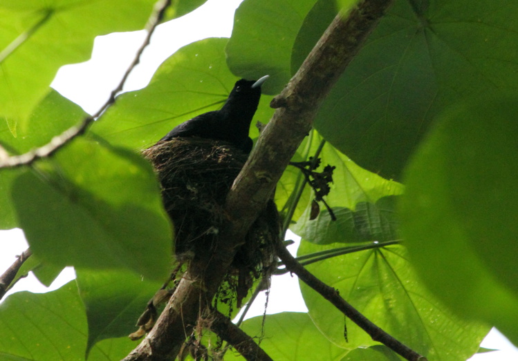 Crédit J.Zito Crédit J.Zito