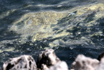 La Méditerranée "sur le chemin du burn out", prévient le WWF La Méditerranée "sur le chemin du burn out", prévient le WWF