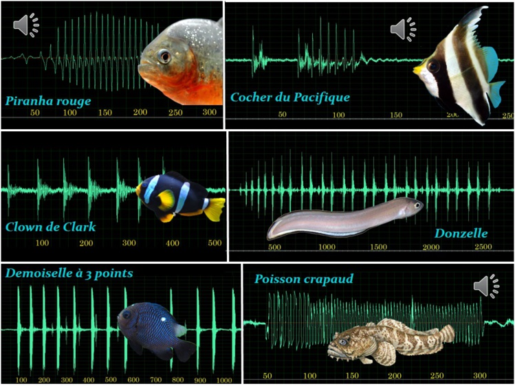 Les sons permettent de détecter et d'identifier différentes espèces de poissons