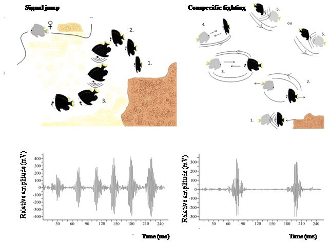 Ce schéma permet de mettre en évidence deux comportements des poissons (à gauche : attirance d’une femelle par un mâle, à droite : combat entre deux mâles) et des sons associés dans les récifs coralliens.