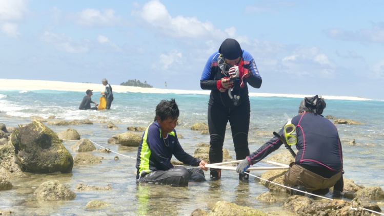 Pendant 14 jours, les biologistes marins ont collecté et identifié des espèces sur le platier corallien. Crédit : Stéphane Dugast Pendant 14 jours, les biologistes marins ont collecté et identifié des espèces sur le platier corallien. Crédit : Stéphane Dugast