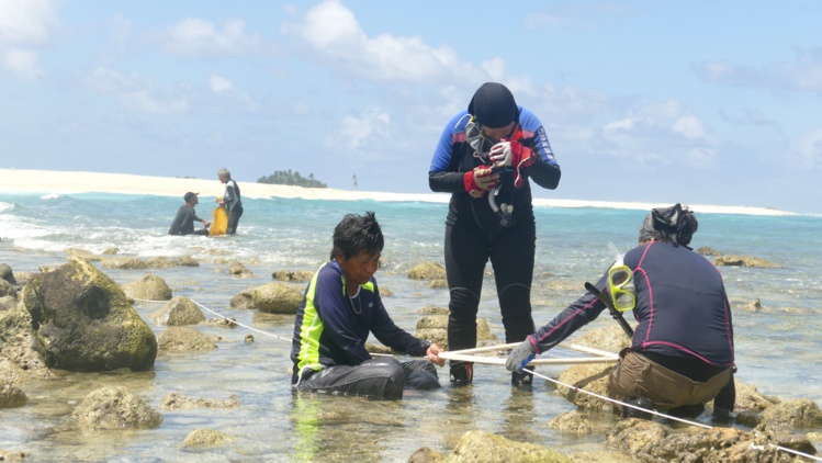 Pendant 14 jours, les biologistes marins ont collecté et identifié des espèces sur le platier corallien. Crédit : Stéphane Dugast