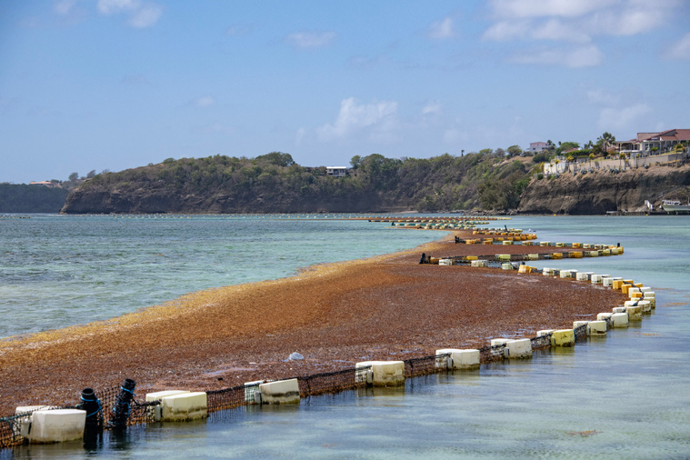 Crédit Olivier MORIN / AFP Crédit Olivier MORIN / AFP