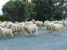 Nouvelle-Zélande: une fin de cavale trop "bêête" Nouvelle-Zélande: une fin de cavale trop "bêête"