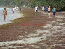Le ramassage des algues sargasses en Guadeloupe: une priorité Le ramassage des algues sargasses en Guadeloupe: une priorité