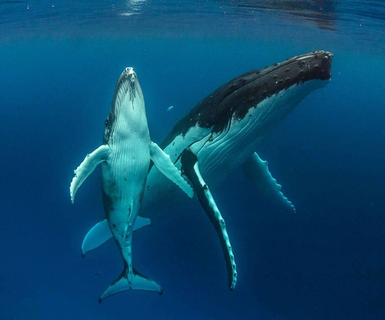 Pour l’heure, la baleine blessée n’a pas été retrouvée (Crédit : Facebook/Mata Tohora). Pour l’heure, la baleine blessée n’a pas été retrouvée (Crédit : Facebook/Mata Tohora).