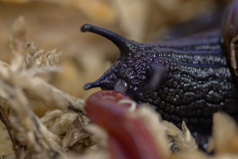 Lisa FLANAGAN / New Zealand Department of Conservation / AFP Lisa FLANAGAN / New Zealand Department of Conservation / AFP