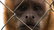 Des chercheurs chinois créent des singes "autistes" Des chercheurs chinois créent des singes "autistes"