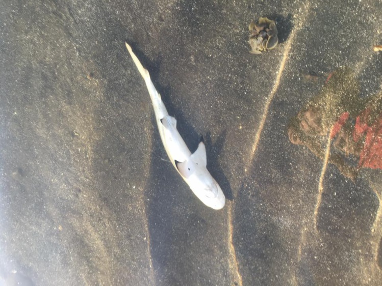 Des petits requins retrouvés morts en bord de mer à Punaauia Des petits requins retrouvés morts en bord de mer à Punaauia