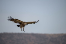 Israël: un vautour présumé espion récupéré au Liban grâce à l'ONU