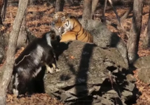 Russie: le tigre Amour s'est fâché avec le bouc Timour (vidéo)
