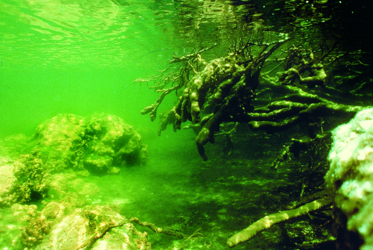 Enchevêtrement de racines de cocotiers recouvertes d’algues. Un décor de film fantastique.