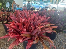 Les 14e floralies voyagent dans le temps Les 14e floralies voyagent dans le temps