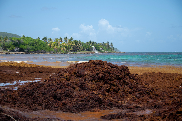 Crédit Olivier MORIN / AFP Crédit Olivier MORIN / AFP