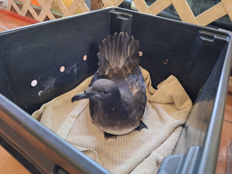 Un pétrel de Tahiti pris en charge par l’association à Toahotu (Crédit : Anne-Charlotte Lehartel). Un pétrel de Tahiti pris en charge par l’association à Toahotu (Crédit : Anne-Charlotte Lehartel).